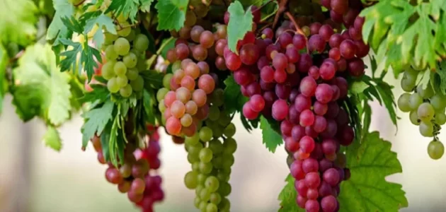 تفسير رؤية العنب الأحمر في المنام وأسرار معناه