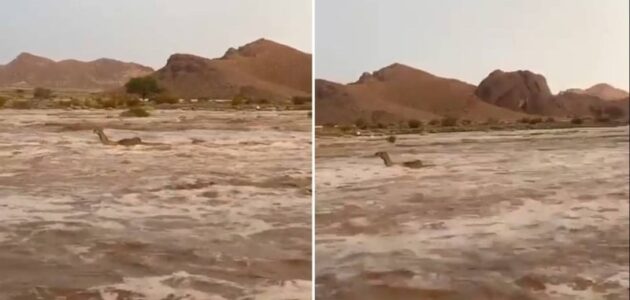 السيول تجرف الجمال في وادي بلطيح تبوك