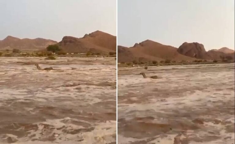 شاهد ماذا فعلت السيول في الإبل في وادي بليطيح بتبوك