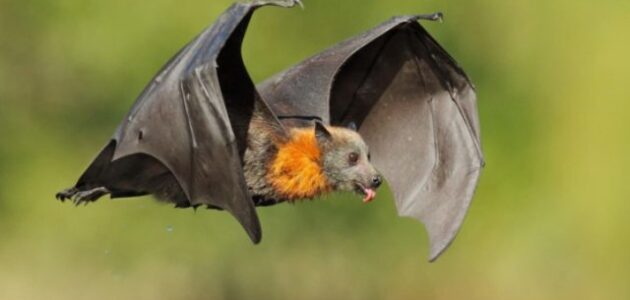 طائر الخفاش يلد ام يبيض