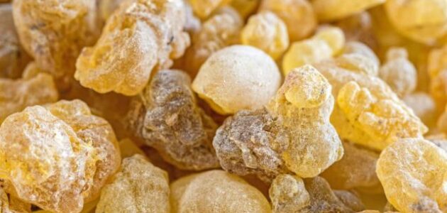 فائدة لبان سمارة واضراره