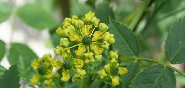 فوائد الشذاب في الطب النبوي واستخداماته أهم فوائد شجرة الشذاب