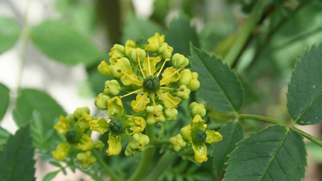 فوائد شجرة الشادب