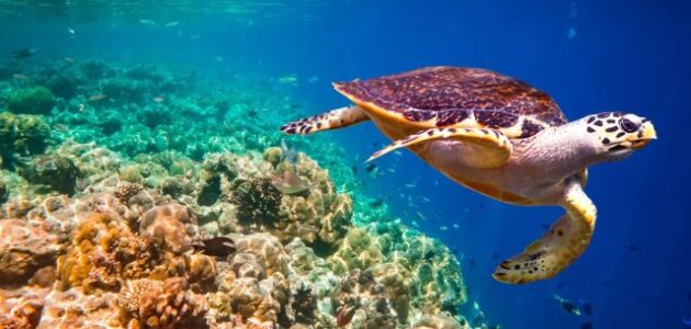 ماهو الحيوان الذي ليس له اسنان