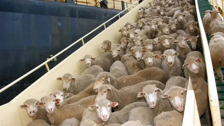الإعدام لعدد كبير من الأغنام بأستراليا.. ما السبب ؟