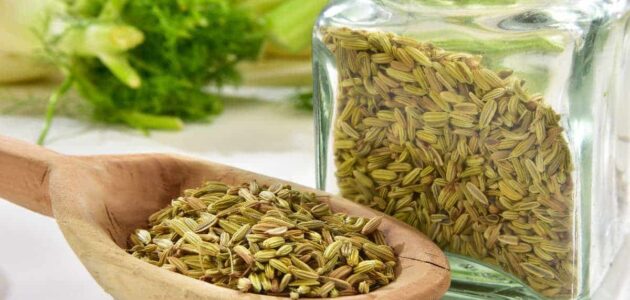 تجربتي مع الشمر للقولون والآثار الجانبية للشمر