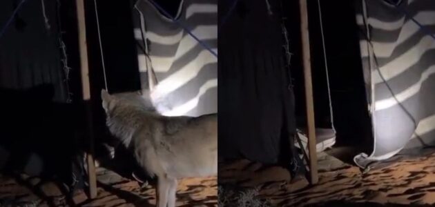 ذئب يقترب من خيمة في مشهد يحبس الأنفاس.. وموثق الفيديو يحذر أهل المكاشيت