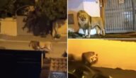 شاهد أسد يهرب من السيرك ويثير الرعب في مدينة اديسبولي الإيطالية