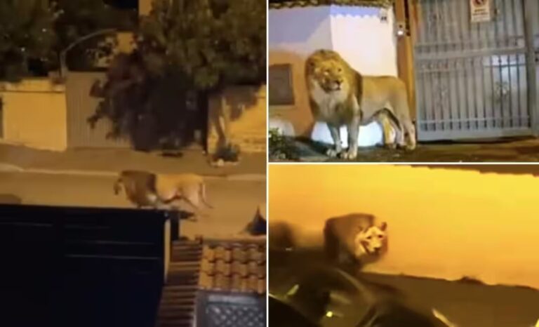 شاهد أسد يهرب من السيرك ويثير الرعب في مدينة اديسبولي الإيطالية