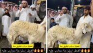 شاهد بيع خروف في مزاد بسعر صادم