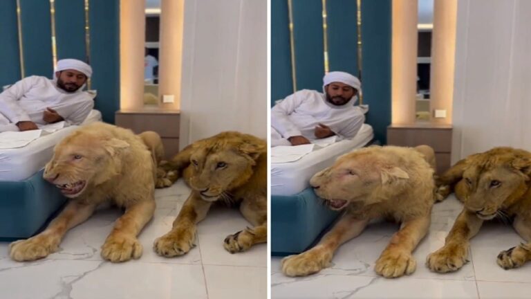 شاهد رجل يجلس بجانب أسدين دون خوف