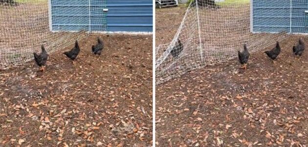 شاهد ردة فعل امرأة بعد رؤية دجاج يتصرف بغرابة شديدة