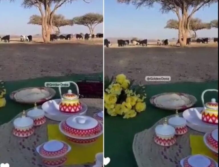شاهد عروس تقضي شهر العسل رفقة زوجها وسط أغنامه في الطبيعة