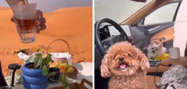 شاهد فتاة تقضي كشتة برية مع كلابها الأليفة