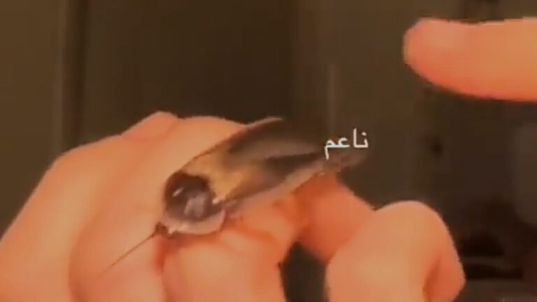 شاهد فتاة توثق لحظة مداعبة صرصورها الأليف وتثير الجدل على مواقع التواصل