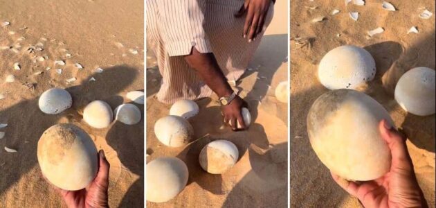 شاهد لحظة العثور على بيض نعام في صحراء الربع الخالي
