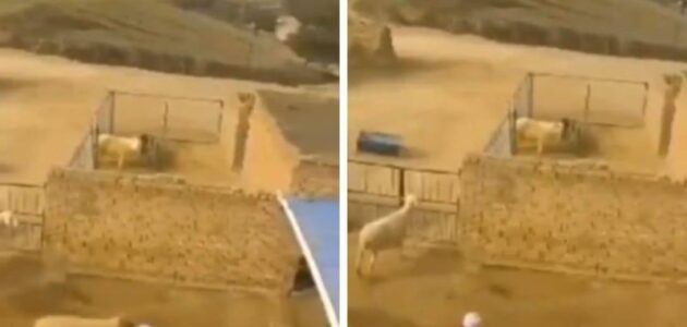 شاهد لحظة وفاة راعي داخل حوش للغنم.. وعند مراجعة كاميرات المراقبة كانت المفاجأة
