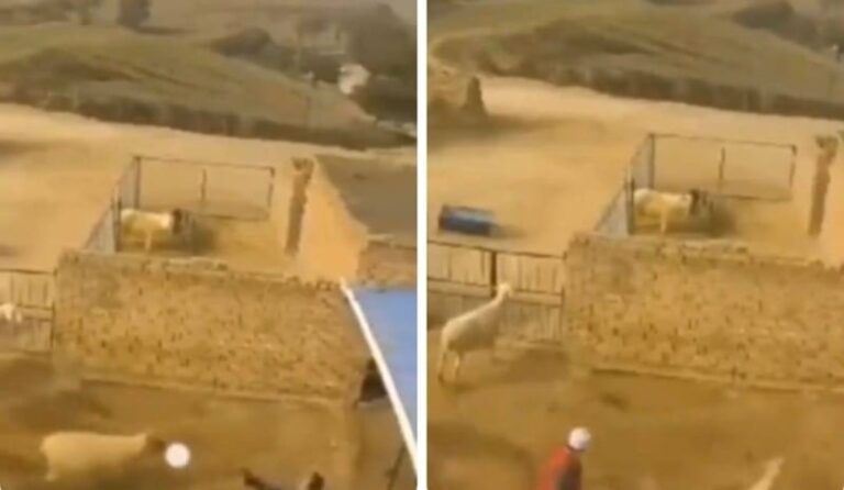 شاهد لحظة وفاة راعي داخل حوش للغنم.. وعند مراجعة كاميرات المراقبة كانت المفاجأة