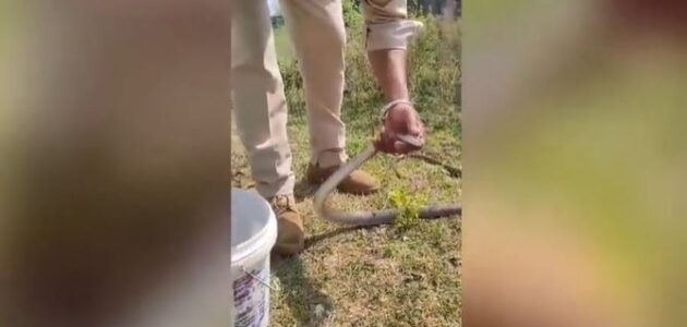 فيديو.. ضابط هندي ينقذ حياة ثعبان تسمم بالمبيدات الحشرية