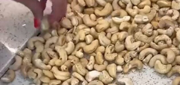 فيديو يُظهر اكتشاف دودة داخل حبة كاجو يثير قلق مستخدمي وسائل التواصل الاجتماعي