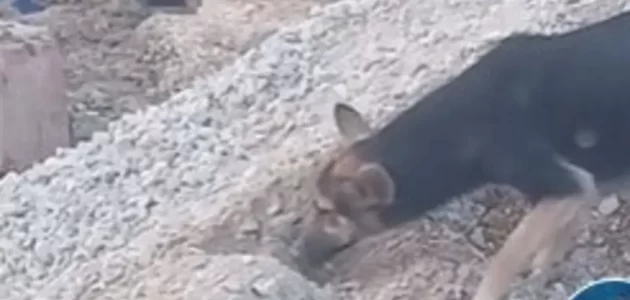كشف حقيقة فيديو مريب لكلبة تدفن صغارها تحت الركام في غزة
