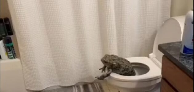 مقطع الضفدع والبنت كامل بدون حذف (للكبار فقط) رابط فيديو الضفدع والبنت