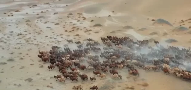 هجرة الإبل من الصين إلى المراعي الشتوية في منغوليا في مشهد رائع