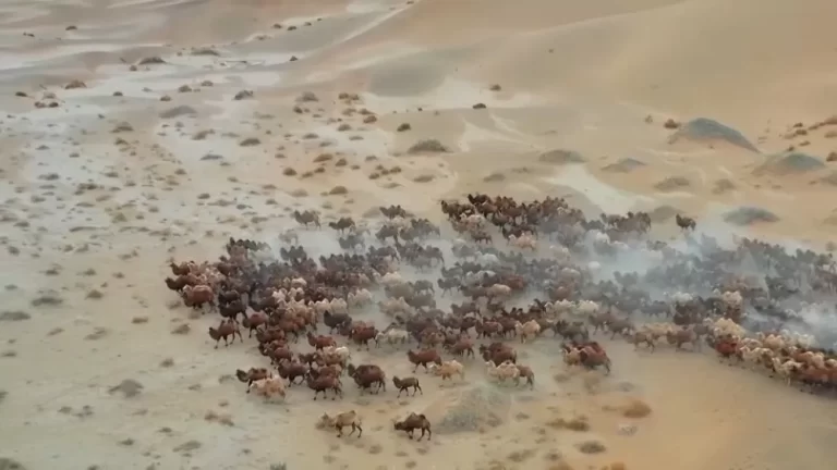 هجرة الإبل من الصين إلى المراعي الشتوية في منغوليا في مشهد رائع