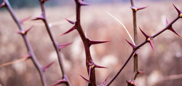 أين تعيش النباتات التي لها أشواك وأوراق تخزن الماء وكيف تعيش النباتات