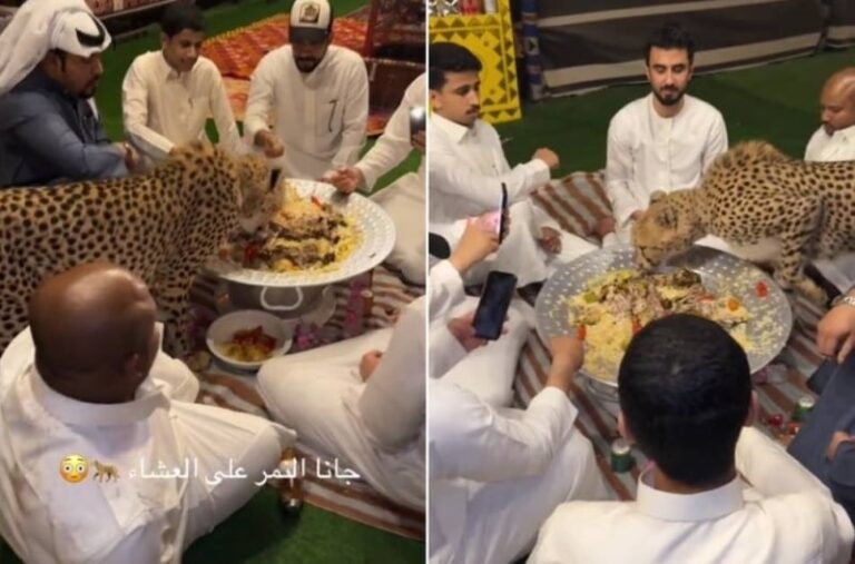 الحياة الفطرية تعلق على مقطع النمر الذي شارك مجموعة شباب وجبة عشاء