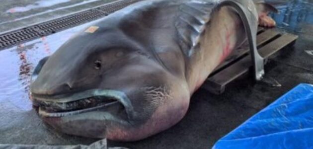 جرفتها المياه على الشاطئ.. شاهد رصد أول سمكة قرش عملاقة حامل في العالم