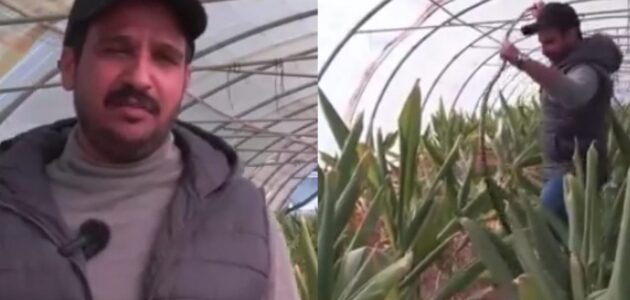 حقق نجاحًا في زراعة الكركم ويخطط للتصدير.. شاهد قصة المواطن تبوكي