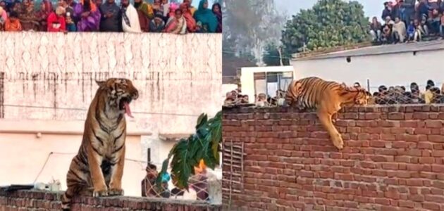 شاهد احتشد سكان قرية هندية بالكامل لرؤية نمر ضخم يرقد بسلام على جدار