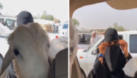 شاهد امرأة تبيع خروفها في حراج الغنم وتثير التفاعل