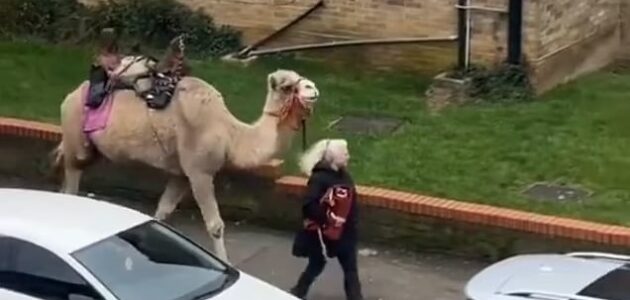 شاهد امرأة تجر جملًا على رصيف أحد شوارع لندن