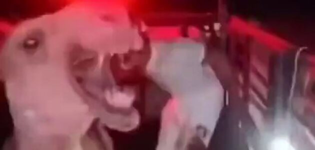 شاهد جمل هائج يهاجم شاب ويصيبه في منطقة غريبة وجدل حول سبب وقوع الحادثة