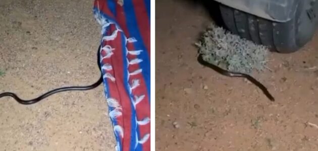 شاهد شخص يوثق ظهور أخطر أنواع الثعابين وأكثرهم سُمية أسفل سيارته