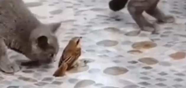 شاهد عصفور يهرب بحيلة لا تصدق من مجموعة قطط