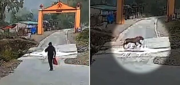 شاهد كيف نجا رجل هندي من هجوم نمر بنغالي ضخم