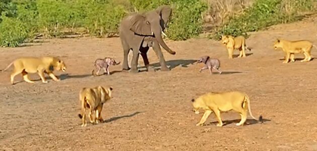 شاهد ماذا فعلت أنثى فيل للدفاع عن صغيريها التوأم من هجوم قطيع من اللَبُؤَات