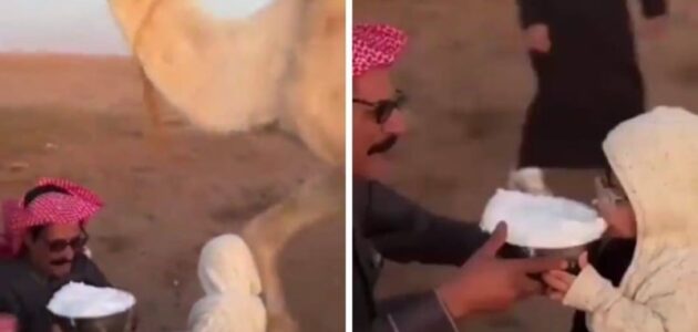شاهد ماذا فعلت شاهد ناقة في طفل أمام والده أثناء تناول حليبها