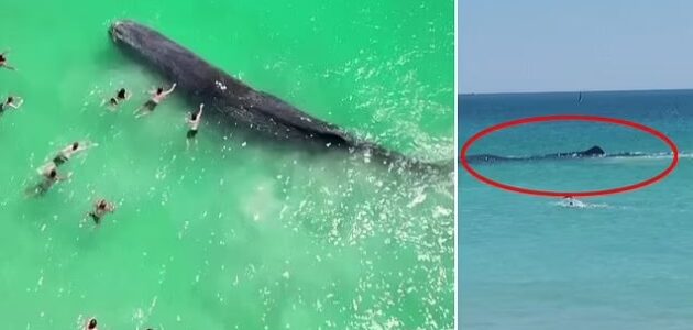 فيديو مذهل.. حوت ضخم يقترب من رواد شاطئ للسباحة معهم