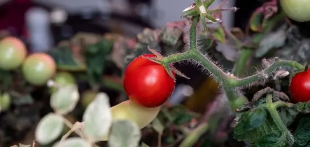 لغز حبة طماطم شغلت ناسا لأشهر يحل