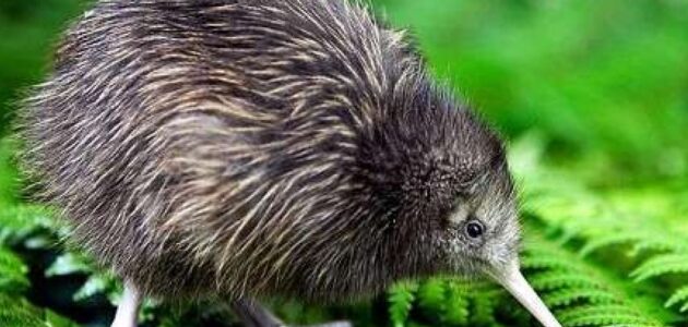 لماذا طائر الكيوي مهدد بالانقراض وما أهم المعلومات بشأنه