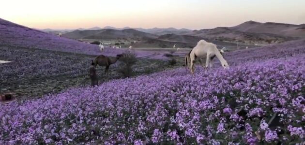 متى يبدأ فصل الربيع في السعودية 2024