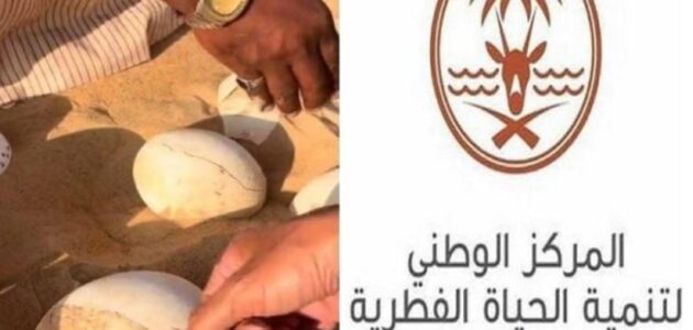 مركز الحياة الفطرية يعلق على العثور على بيض نعام في الربع الخالي