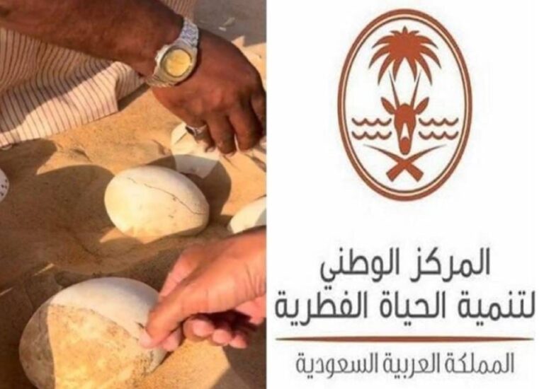 مركز الحياة الفطرية يعلق على العثور على بيض نعام في الربع الخالي