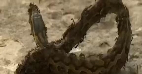 مشهد نادر.. أفعى ضخمة تصاب بالشلل بسبب هجوم مستعمرة من النمل