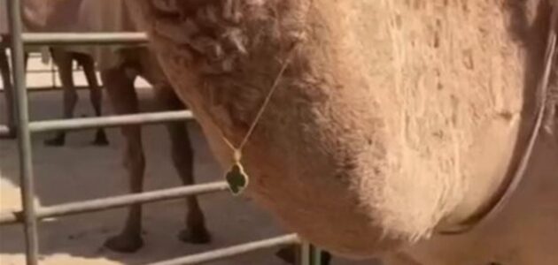 مقطع فيديو يثير جدلاً بظهور ناقة ترتدي سلسالًا فاخرًا بقيمة باهظة