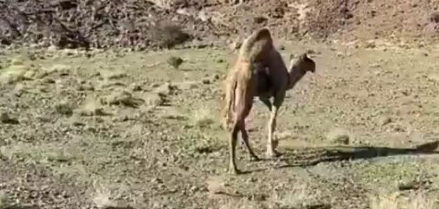 مقطع فيديو يثير جدلاً حول ناقة تحولت إلى جمل بعد ولادتها 11 مرة